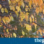 The slow lane: Dutch app allows elderly to 'hack' traffic lights