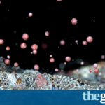 New lab-bred super corals could help avert global reef wipeout