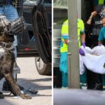 Police Dog Killed With An Axe By Man Shouting ‘allahu Akbar’ In Scheidam