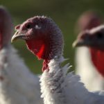 Deadly Salmonella Outbreak Forces Usda To Recall Raw Turkey