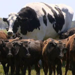 Knickers The Cow: Is Knickers The Cow Bigger Than Bellino The Cow?