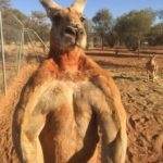 Famous Musclebound Kangaroo Named Roger Dead At 12: Report