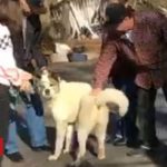 Camp Fire: Dog missing from Paradise wildfire found after 101 days