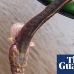 ‘It looked prehistoric’: angler describes fish that resembled creature from Alien