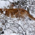 Mountain Lion Strangled By Jogger In US Turns Out To Be Cougar Cub