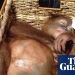 Drugged orangutan found in Russian's airline luggage