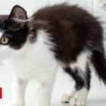 Animal testing: US closes 'kitten slaughterhouse' after outcry