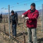 Grapes On Mars: Georgia Winemakers Aiming High