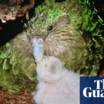 Critically endangered kākāpō – the world's fattest parrot – has record breeding season