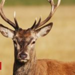 Australia deer attack kills man and injures woman