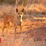Australia dingo attack: Father saves toddler from wild dog