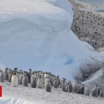 Thousands of penguin chicks wiped out