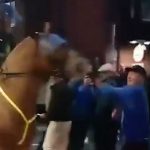 Football fan punches horse amid derby disorder