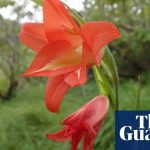 Superglue plant and ‘miracle berry’ among 2019’s new finds