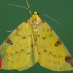 Nature crisis: Moths have 'secret role' as crucial pollinators
