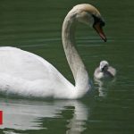 Florida city sells swans after Queen's gift leads to overpopulation
