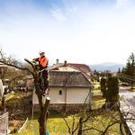 Guidelines For Choosing The Best Tree Surgeon