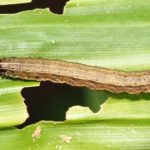 Armyworms destroy crops in southern Africa