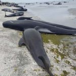 Hundreds Of Whales Wash Up Dead On New Zealand Beach