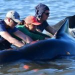 New Zealand rescuers refloat 100 stranded whales