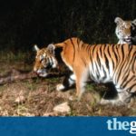 Nearly extinct tigers found breeding in Thai jungle