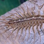 Here's Why You Should Never Squash a House Centipede