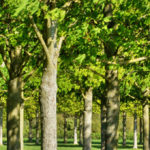 Tree Surgeons Orpington