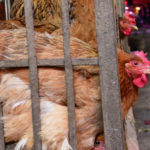 U.S. Confirms Avian Influenza in Tennessee Chicken Flock
