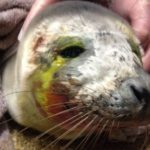 Baby Seal Dies After Being ‘harassed Back Into Sea’ By Humans