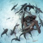 Blue Planet star shares extraordinary bond with sharks that DANCE for her