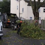Tree Surgeons Dartford